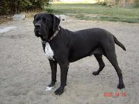 Dozer