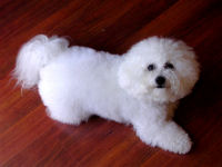 Einstein is one of Matthew Culmore's gorgeous Bichon Frise dogs.