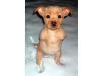 Despite only having two legs, Faith has a great quality of life