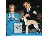 AKC champion Fonzie