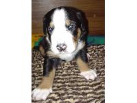 GSMD Puppy - photo courtesy of Mrs Margrit Burri