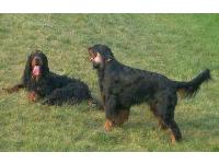 Jake & Dusty - photo by Carla Fontaine : Gordon Setter breed profile