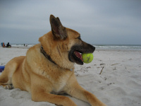 Gracie needs help coping with Cushing's Disease.