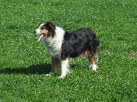One of Graeme's talented Border Collies