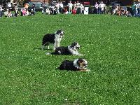 The dogs wait for the next intruction