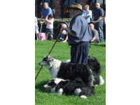 Graeme can work up to nine Border Collies simultaneously.