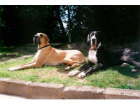Twice as much fun with Great Danes Hovis and Bob