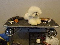 You don't have to be a show dog to benefit from  grooming
