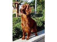 Oliver : Irish Setter breed profile