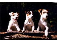 "Three Stooges" - photo by Mark Sanders : Jack  Russell Terrier breed profile