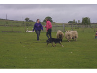 Vikki Sykes helps Jenny direct Pip the Border Collie.