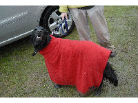 A wet dog models a Trover Coat