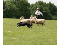Joyce and her Border Collie in action.