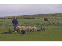 Jim keeping the sheep at Julie's feet.