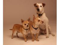 Kiki (center) is looking for a new home.