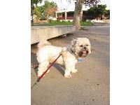 Amos - photo by Joyce Chen : Lhasa Apso breed profile