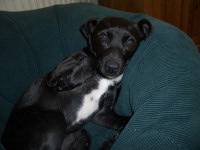Lucie emailed asking for help with encouraging her dog, Taz, to eat a natural diet.
