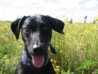 Heather shows you can take a great photo - this is her dog Luna.