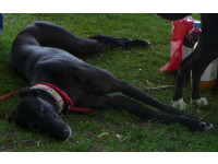 Josie's dog Maggie is a great role model for foster dogs.