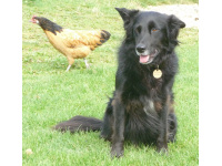 Is that chicken stealing my limelight? Wonders  Mitsi.