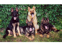 Some of the German Shepherd Dogs from Narnia Kennels