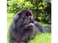 Photo by Margaret Ford, N. Ireland : Newfoundland breed profile