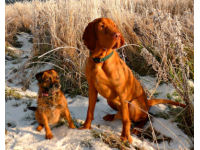 Nick's dogs Pip (left) and Max (right).