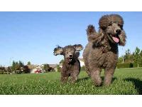 Mercury and Tag - photo by  Karen James : Poodle breed profile