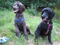 Jill's Poodles
