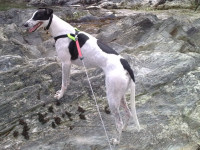 Ex-racing Greyhound Queenie enjoying her new life as a pet dog.
