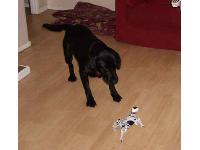 Robo Pet and Buddy