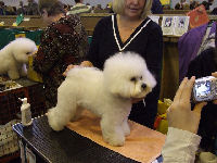 Rodney the immaculately groomed Bichon