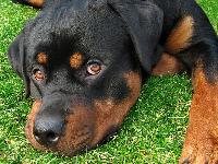 Diesel - photo by  Agnieszka Gabrys &amp Kamil Oziablo : Rottweiler breed profile