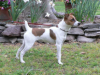 Jim's Scout at sixteen weeks- a happy handful!