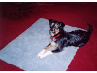Scruffy in the early days at her new home.
