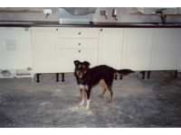 Scruffy now - relaxed and happy, thanks to her new loving owner.