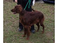 Irish Setter