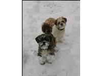"Have snow will play"  photo by Dustin Hutcheson : Shih Tzu breed profile