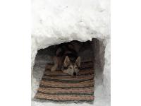 Maxie - Photo by Gissa : Siberian Husky breed profile