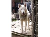 One of the dogs from the Cairngorm Sleddog Adventure Centre