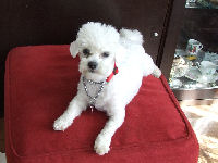 ...this was the dog that got down!