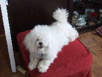 This was the dog Buddy saw get up onto the table.....