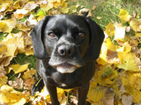 Heather's dog Sugar - who could resist that cute face?