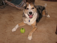 Eleven year old Tika with a ball.
