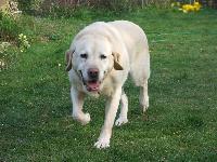 Tom is the latest member of the DogCast team.