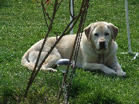 Tom the retired guide dog is the latest member of the DogCast team