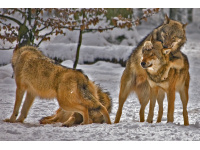 Toni's book contains stunning photography. Photo - Oliver Matla www.lupinity.com