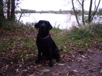 Buddy sits and waits for his next instruction.