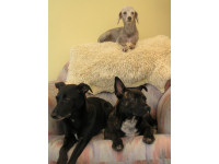 Now Trover relaxes with his pack in his new home.