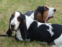 Two Bassets, waiting for their turn to track